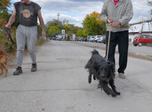 KALI, Hund, Cocker Spaniel-Mix in Bulgarien - Bild 9