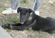 BORNEO, Hund, Mischlingshund in Bulgarien - Bild 10