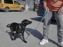 BORNEO, Hund, Mischlingshund in Bulgarien - Bild 11