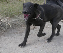 BORNEO, Hund, Mischlingshund in Bulgarien - Bild 2