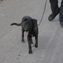 BORNEO, Hund, Mischlingshund in Bulgarien - Bild 3