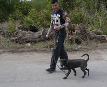 BORNEO, Hund, Mischlingshund in Bulgarien - Bild 5