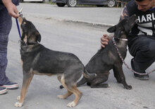 BORNEO, Hund, Mischlingshund in Bulgarien - Bild 6