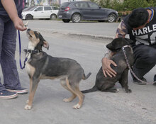 BORNEO, Hund, Mischlingshund in Bulgarien - Bild 7