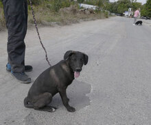 BORNEO, Hund, Mischlingshund in Bulgarien - Bild 8