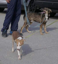 GARY, Hund, Mischlingshund in Bulgarien - Bild 3