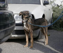 GARY, Hund, Mischlingshund in Bulgarien - Bild 4