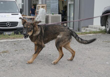 GARY, Hund, Mischlingshund in Bulgarien - Bild 5