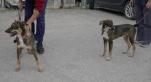 GARY, Hund, Mischlingshund in Bulgarien - Bild 6