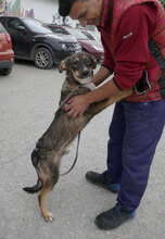 GARY, Hund, Mischlingshund in Bulgarien - Bild 7