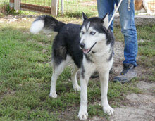 ROWDY, Hund, Siberian Husky-Mix in Bulgarien - Bild 1