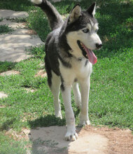 ROWDY, Hund, Siberian Husky-Mix in Bulgarien - Bild 10