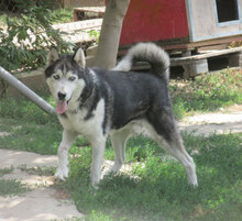 ROWDY, Hund, Siberian Husky-Mix in Bulgarien - Bild 11