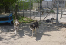 ROWDY, Hund, Siberian Husky-Mix in Bulgarien - Bild 12