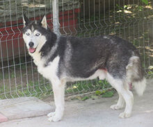 ROWDY, Hund, Siberian Husky-Mix in Bulgarien - Bild 13