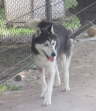 ROWDY, Hund, Siberian Husky-Mix in Bulgarien - Bild 14