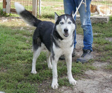 ROWDY, Hund, Siberian Husky-Mix in Bulgarien - Bild 2