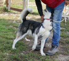 ROWDY, Hund, Siberian Husky-Mix in Bulgarien - Bild 3