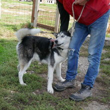 ROWDY, Hund, Siberian Husky-Mix in Bulgarien - Bild 4