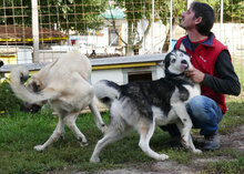 ROWDY, Hund, Siberian Husky-Mix in Bulgarien - Bild 6