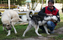 ROWDY, Hund, Siberian Husky-Mix in Bulgarien - Bild 7