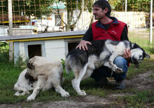 ROWDY, Hund, Siberian Husky-Mix in Bulgarien - Bild 8