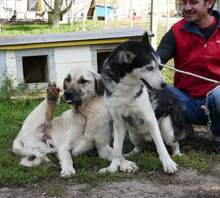 ROWDY, Hund, Siberian Husky-Mix in Bulgarien - Bild 9