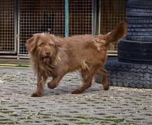 KOLIN, Hund, Briard-Mix in Slowakische Republik - Bild 1