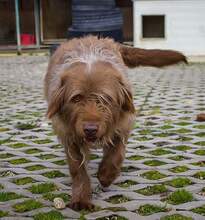 KOLIN, Hund, Briard-Mix in Slowakische Republik - Bild 4