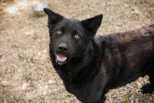 MORITZ, Hund, Mischlingshund in Kroatien - Bild 1