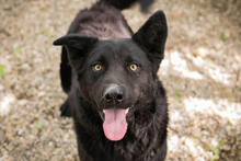 MORITZ, Hund, Mischlingshund in Kroatien - Bild 2