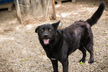 MORITZ, Hund, Mischlingshund in Kroatien - Bild 3