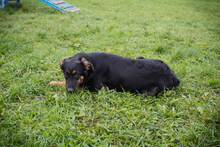 NIA, Hund, Mischlingshund in Kroatien - Bild 2