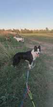 LESSIE, Hund, Border Collie in Spanien - Bild 1