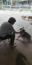 LESSIE, Hund, Border Collie in Spanien - Bild 2