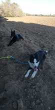 LESSIE, Hund, Border Collie in Spanien - Bild 3