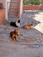 LESSIE, Hund, Border Collie in Spanien - Bild 4