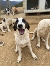 LOUPIE, Hund, Mischlingshund in Griechenland - Bild 4