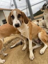 CODY, Hund, Mischlingshund in Griechenland - Bild 1