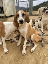 CODY, Hund, Mischlingshund in Griechenland - Bild 3