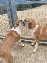 CODY, Hund, Mischlingshund in Griechenland - Bild 4