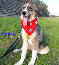 ERMIS, Hund, Mischlingshund in Griechenland - Bild 4