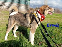 ERMIS, Hund, Mischlingshund in Griechenland - Bild 6