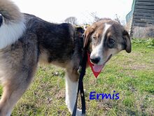 ERMIS, Hund, Mischlingshund in Griechenland - Bild 7