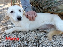 MIRTA, Hund, Mischlingshund in Griechenland