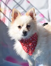 PICOLO, Hund, Kleinspitz in Mömbris - Bild 20