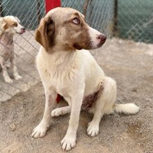 HAZEL, Hund, Deutscher Schäferhund-Mix in Griechenland - Bild 2