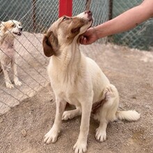 HAZEL, Hund, Deutscher Schäferhund-Mix in Griechenland - Bild 3