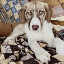 HAZEL, Hund, Deutscher Schäferhund-Mix in Griechenland - Bild 4