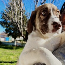 HAZEL, Hund, Deutscher Schäferhund-Mix in Griechenland - Bild 6